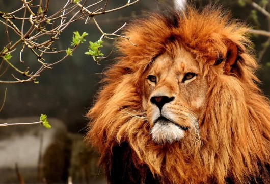 Hellabrunn